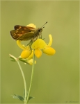 Rostfarbiger_Dickkopffalter-Ochlodes_sylvanus2C.jpg