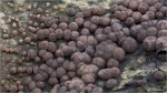 Rotbraune_Kohlenbeere-03_01_2012.jpg