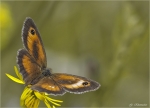 Rotbraunes_Ochsenauge-Pyronia_tithonus.jpg