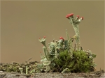 Rotfruechtige_Saeulenflechte-Cladonia_macilenta-09_01_2018.jpg