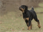 Rottweiler-weiblich-Mala.jpg