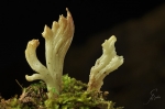 Runzelige_Koralle-Clavulina_rugosa-09_12_2016.jpg