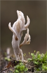 Runzelige_Koralle-Clavulina_rugosa-17_11_2012.jpg