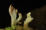 Runzelige_Koralle-Clavulina_rugosa-Dezember_2016.jpg