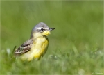 Schafstelze-Motacilla_flava-19_04_2015.jpg
