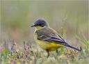 Schafstelze-yellow_wagtail.jpg