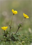 Scharfer_Hahnenfuss-Ranunculus_acris.jpg