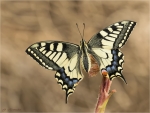 Schwalbenschwanz-Papilio_machaon-26_04_2018.jpg