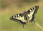 Schwalbenschwanz-Papilio_machaon-28_04_2018.jpg