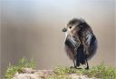 Schwanzmeise-long_tailed_tit.jpg