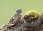 Schwarzkehlchen-Jungvogel-10_05_2014.jpg
