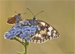 Schwarzkolbiger_Braun-Dickkopffalter-Thymelicus_lineola-Damenbrett-Melanargia_galathea-Juni_2015.jpg