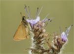 Schwarzkolbiger_Braun-Dickkopffalter-Thymelicus_lineola-auf_Phacelia_tanacetifolia.jpg