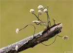 Seitenspross_Schwindling-Marasmius_bulliardii-2014.jpg