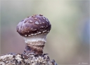 Shiitake-Lentinula_edodes.jpg
