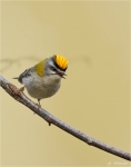 Sommergoldhaehnchen-Regulus_ignicapillus-2014.jpg