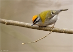 Sommergoldhaehnchen-common_firecrest-2015.jpg