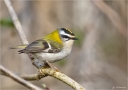 Sommergoldhaehnchen-common_firecrest.jpg