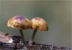 Spindeliger_Ruebling-Gymnopus_fusipes.jpg