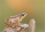 Springfrosch-Rana_dalmatina-13_09_2016.jpg