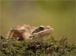 Springfrosch-Rana_dalmatina-17_06_2017.jpg