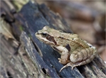 Springfrosch-Rana_dalmatina-2014.jpg