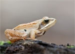 Springfrosch-Rana_dalmatina-20_09_2015.jpg
