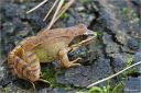 Springfrosch.jpg