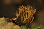Steife_Koralle-Ramaria_stricta-im_Endstadium.jpg
