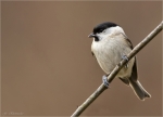 Sumpfmeise-marsh_tit-06_02_2018.jpg
