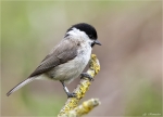 Sumpfmeise-marsh_tit-Mai_2015.jpg