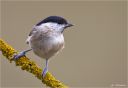 Sumpfmeise-marsh_tit.jpg