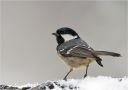 Tannenmeise-coal_tit.jpg