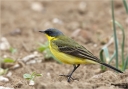 Thunbergschafstelze-yellow_wagtail_2012.jpg