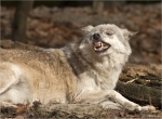 Timberwolf-Canis_lupus_lycaon-02_November_2016.jpg