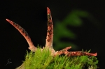 Tintenfischpilz-Clathrus_archeri~0.jpg