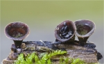 Topf_Teuerling-Cyathus_olla.jpg