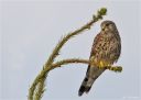 Turmfalke-kestrel.jpg