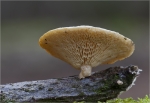 Waben-Stielporling-Polyporus_alveolaris.jpg