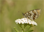 Wachtelweizen-Scheckenfalter-Melitaea_athalia.jpg
