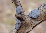 Warziger_Druesling-Exidia_glandulosa-Januar_2016.jpg
