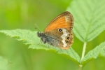 Weissbindiges_Wiesenvoegelchen-Coenonympha_arcania.jpg