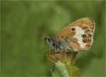 Weissbindiges_Wiesenvoegelchen-Coenonympha_arcania~0.jpg