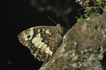 Weisser_Waldportier-Aulocera_circe.jpg