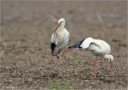Weissstorch-white_stork.jpg