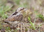 Wendehals-21_08_2015-eurasian_wryneck.jpg