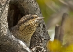 Wendehals-eurasian_wryneck-12_April_2017.jpg
