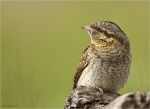 Wendehals-eurasian_wryneck-19_April_2017.jpg