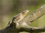 Wendehals-eurasian_wryneck-20_04_2017.jpg