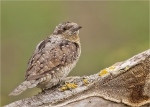 Wendehals-eurasian_wryneck-20_08_2015.jpg